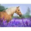 Bluebird Puzzle Puzzle Cheval dans un Champ de Lupin