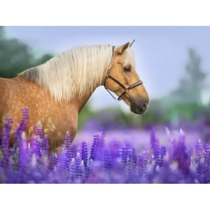 Bluebird Puzzle Puzzle Cheval dans un Champ de Lupin