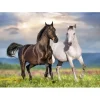 Bluebird Puzzle Puzzle Couple de Chevaux