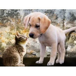 Bluebird Puzzle Puzzle Kitten and Puppy