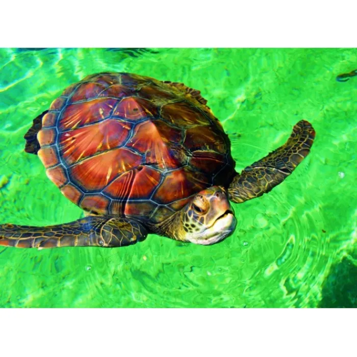 Bluebird Puzzle Puzzle La Réunion - Tortue de Mer